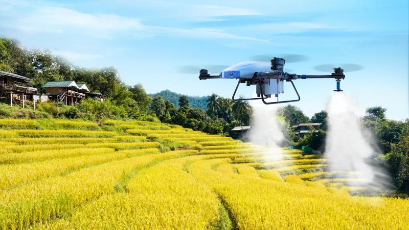 Landwirtschaftliche Drohne, die Weizen sprüht