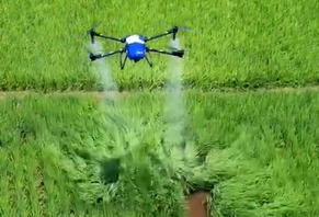 Hochpräzise Landwirtschaftsdrohne besprüht Reisfeld mit Insektenschutzmittel
