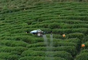 Taiwans Teegebiet erkundet den Einsatz von Drohnen zur Linderung des Arbeitskräftemangels
