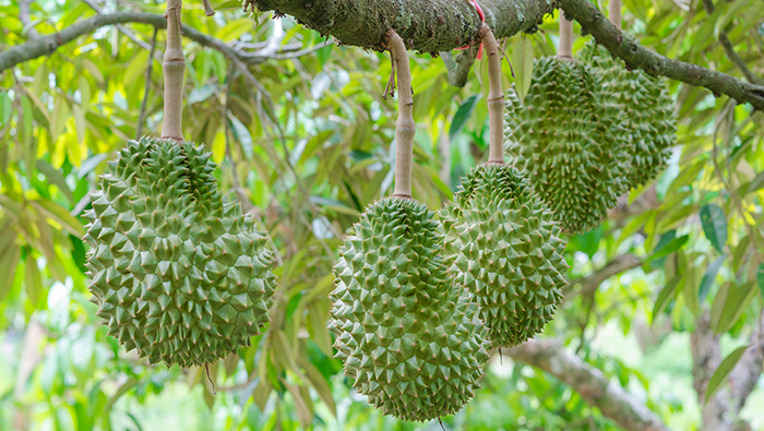 Vergleich und Überprüfung der Sprühwirkung von Durian-Pflanzenschutzmitteln