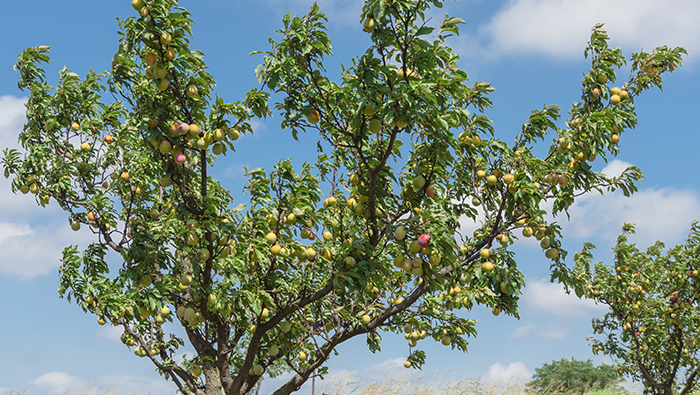 Überprüfung der Pflanzenschutzkontrolle durch Drohnensprüher gegen Pfirsichbaumblattläuse