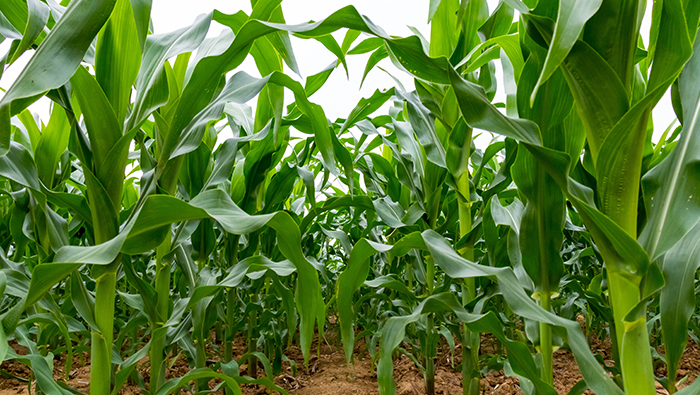 Überprüfung des Maispflanzenschutzes durch das Drohnensprühgerät EAVISION, hohe Kontrollwirkung und geringer wirtschaftlicher Verlust
