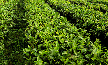 thor-ea2021a für Teegarten
