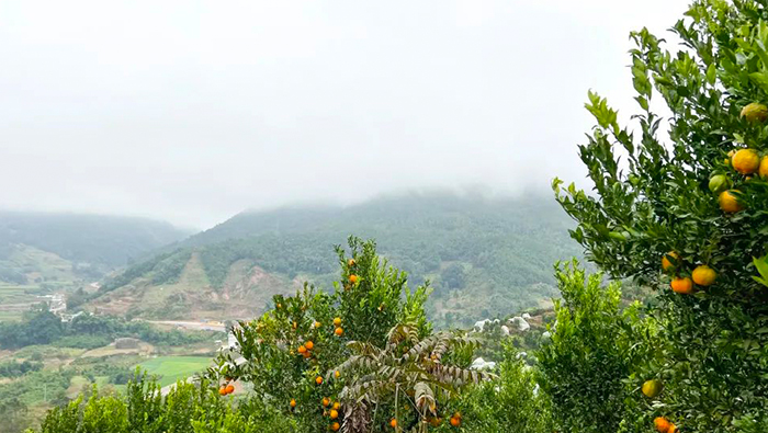 Yunnan-Zitrusfrüchte | Landwirte bewirtschaften Obstplantagen, um 300,000 pro Jahr einzusparen
